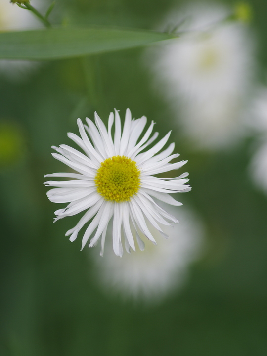 Boltonia asteroides