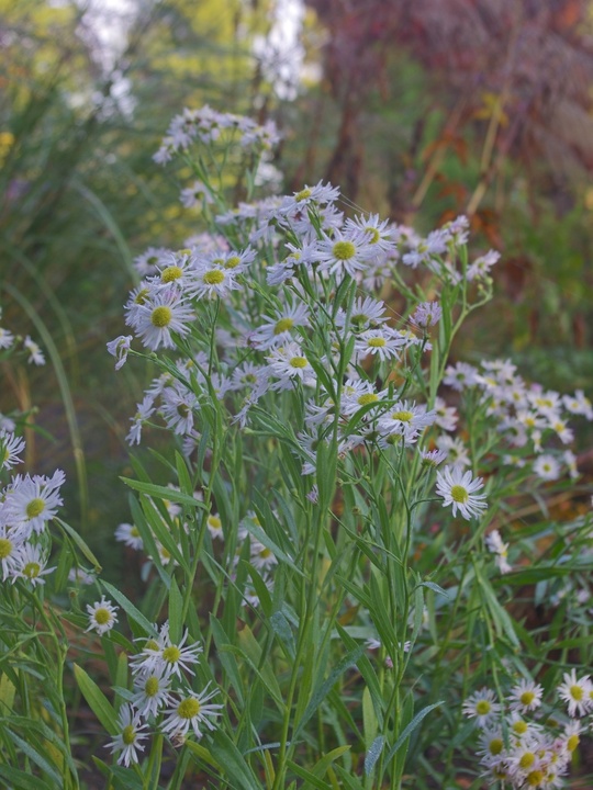 Boltonia asteroides