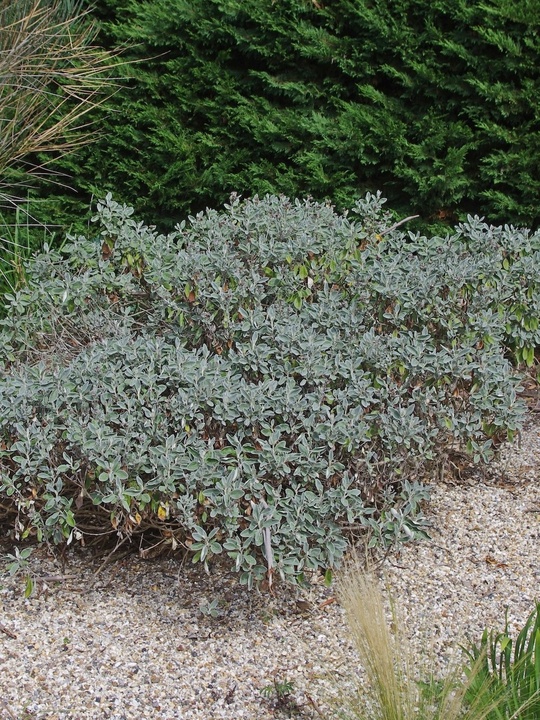 Brachyglottis (Dunedin Group) 'Sunshine'