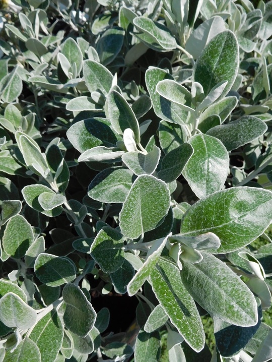 Brachyglottis (Dunedin Group) 'Sunshine'