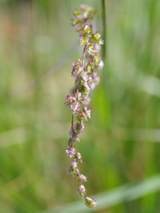 Briza triloba