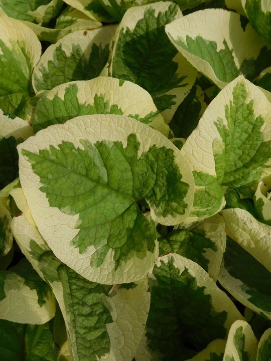 Brunnera macrophylla 'Dawson's White'