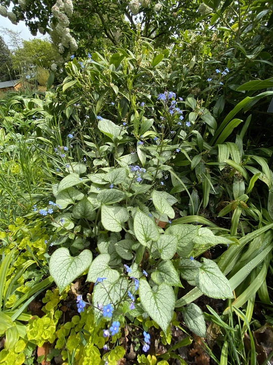 Brunnera macrophylla 'Jack Frost'
