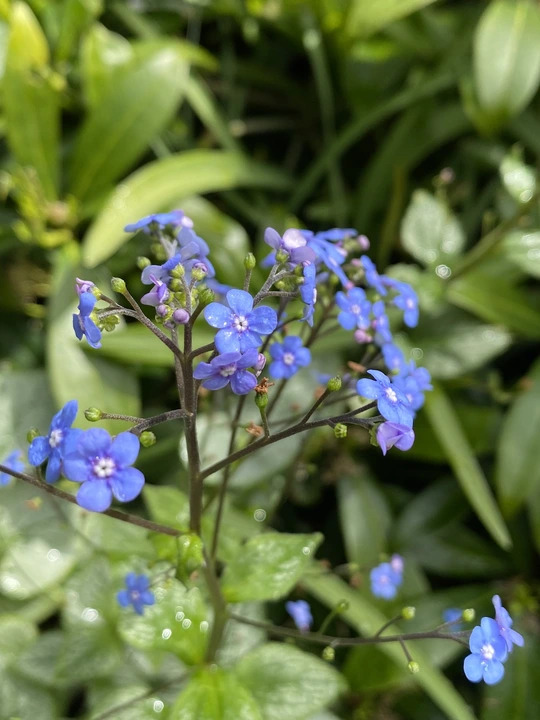 Brunnera macrophylla 'Jack Frost'