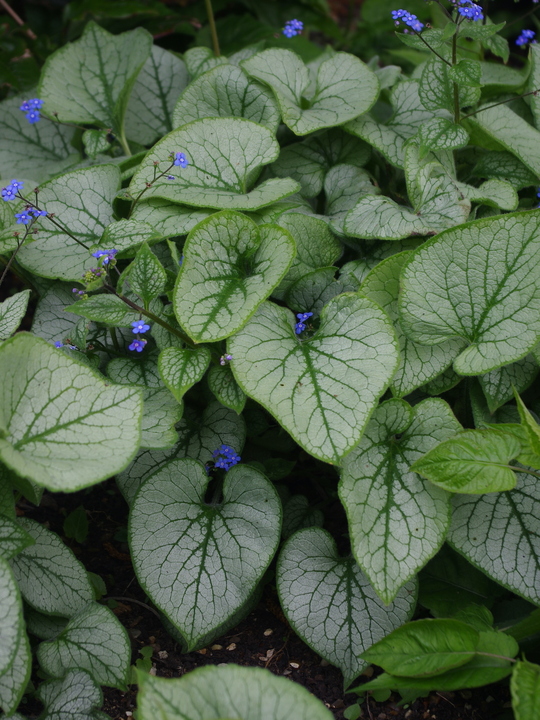 Brunnera macrophylla 'Looking Glass'