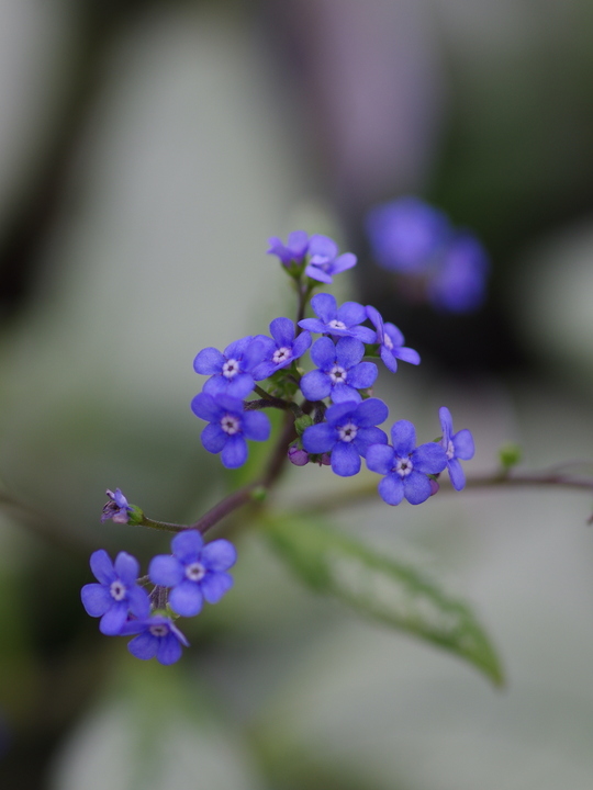 Brunnera macrophylla 'Looking Glass'