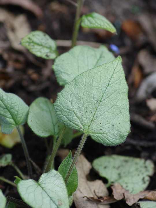 Brunnera macrophylla 'Looking Glass'