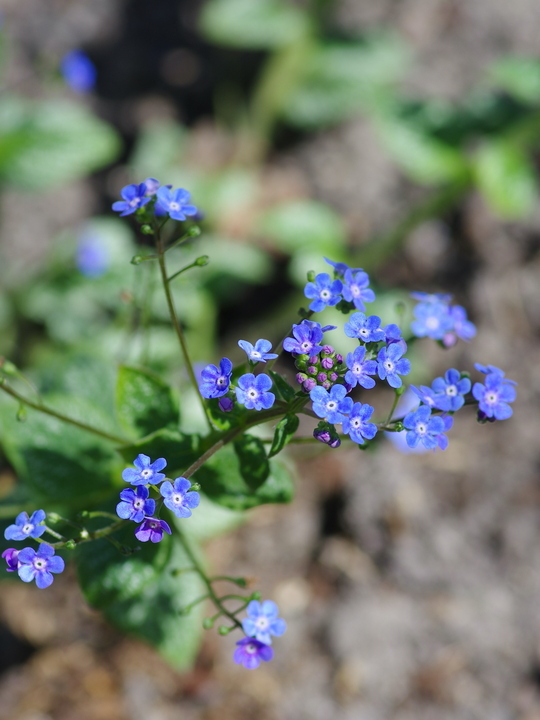 Brunnera macrophylla 'Sea Heart'