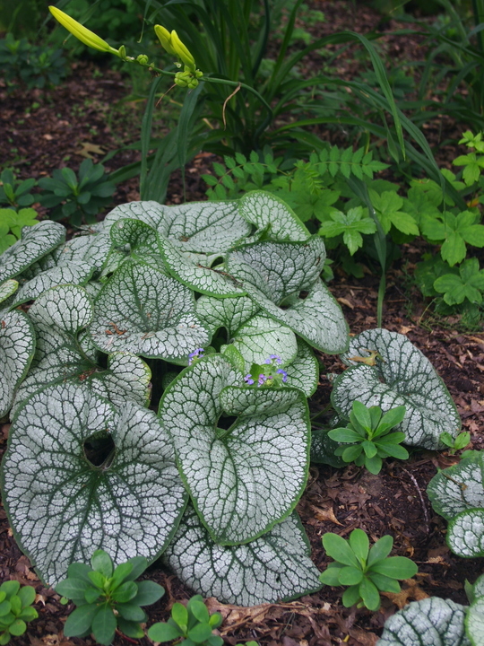 Brunnera macrophylla 'Sea Heart'