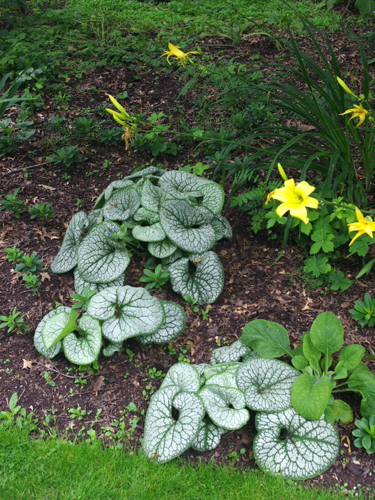 Brunnera macrophylla 'Sea Heart'