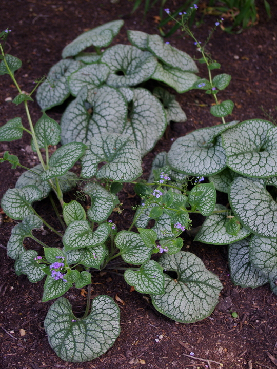 Brunnera macrophylla 'Sea Heart'