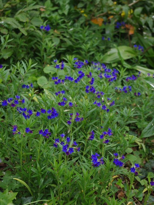 Buglossoides purpurocaerulea