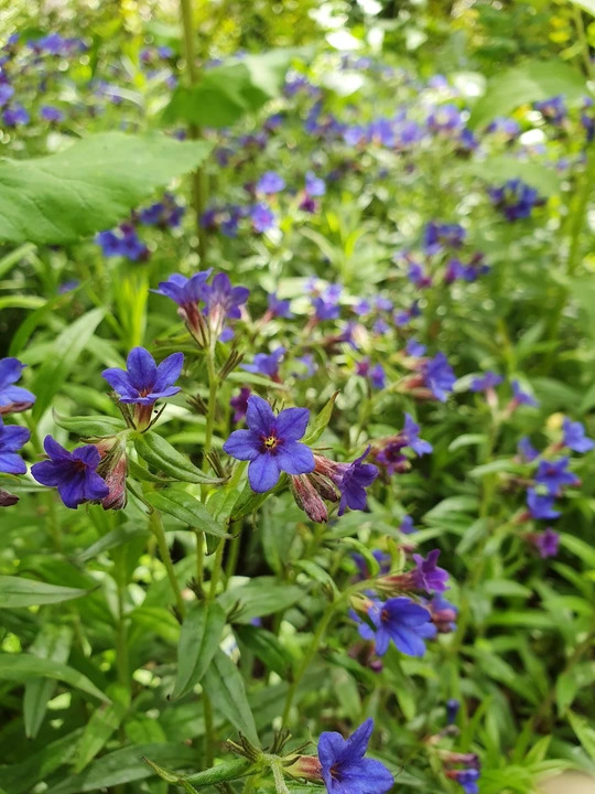 Buglossoides purpurocaerulea