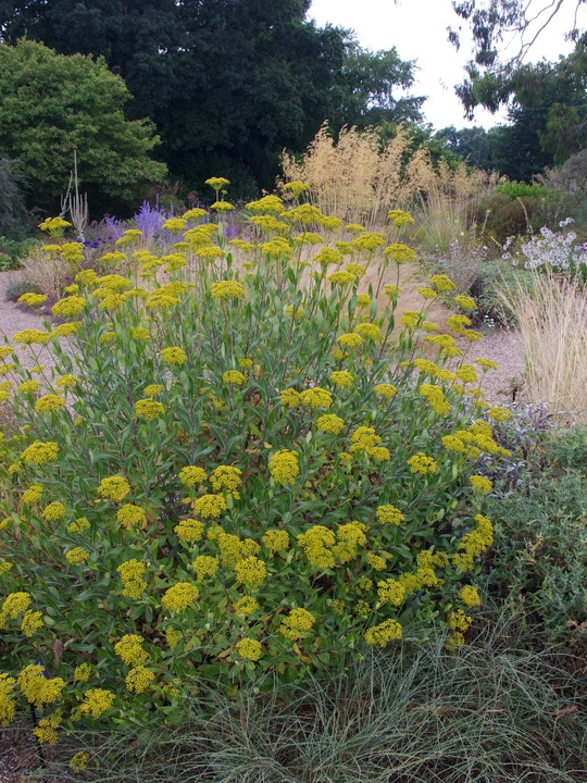 Bupleurum fruticosum