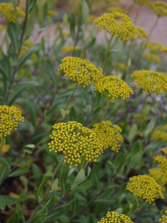 Bupleurum fruticosum