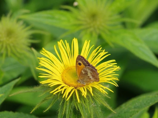Plants to encourage specific insects and birds