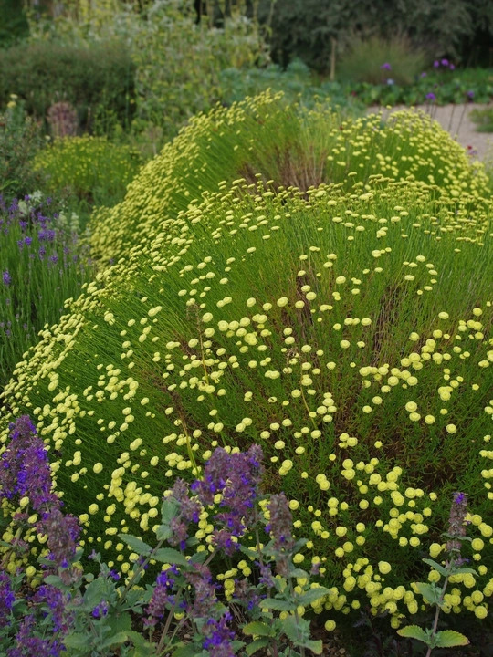 Santolina rosmarinifolia subsp. rosmarinifolia 'Primrose Gem'