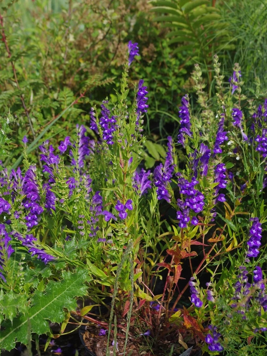 Scutellaria baicalensis