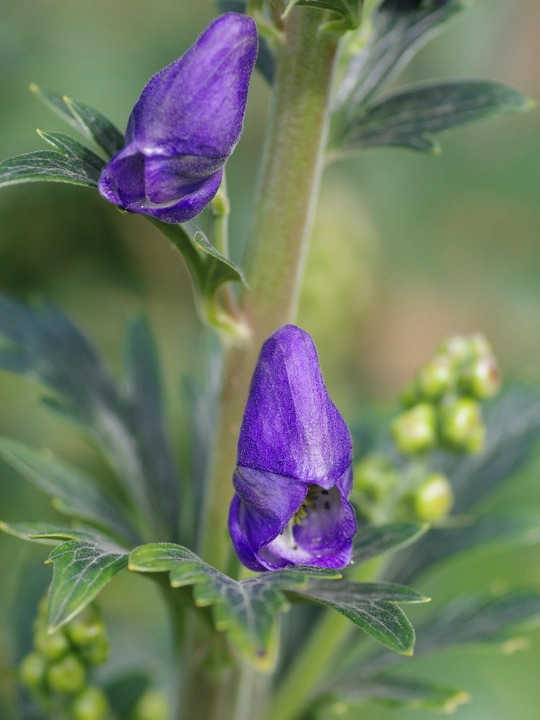 Aconitum carmichaelii 'Arendsii'
