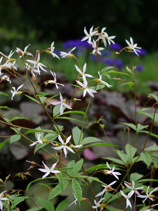 Gillenia trifoliata