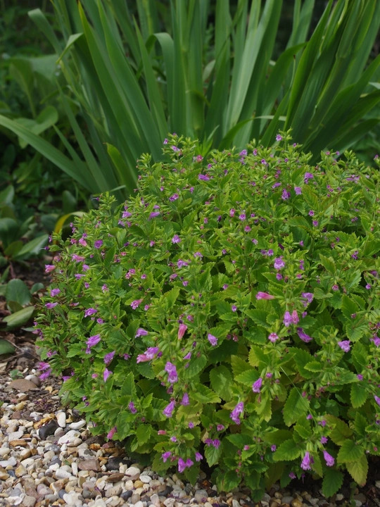 Calamintha grandiflora