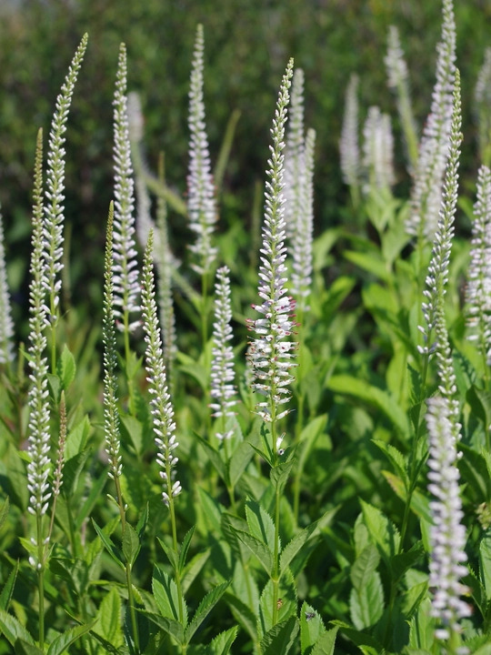Veronicastrum virginicum 'Album'