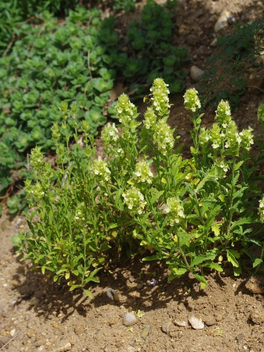 Sideritis hyssopifolia