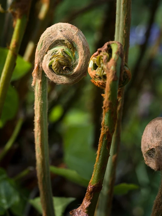 Osmunda regalis