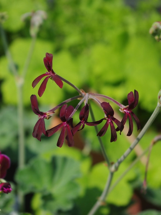 Pelargonium sidoides Black Form
