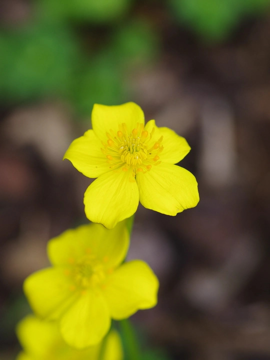 Trollius pumilus