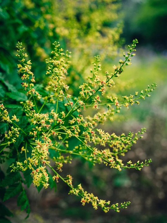 Koelreuteria paniculata