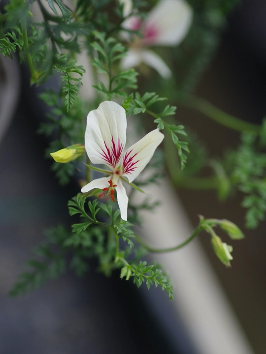 Pelargonium longicaule