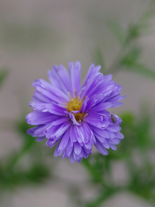 Symphyotrichum novi-belgii 'Blue Eyes'