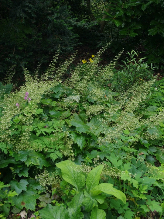 Heuchera villosa var. macrorrhiza