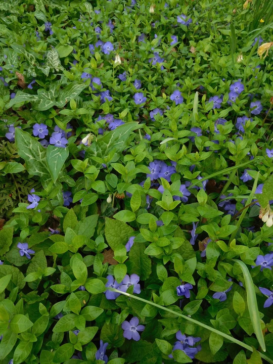 Vinca minor 'Bowles's Variety'