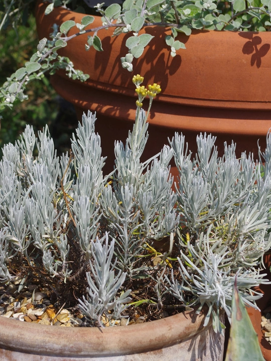 Helichrysum stoechas 'White Barn'