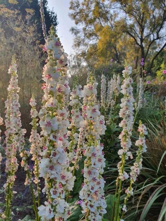 Verbascum chaixii 'Album'