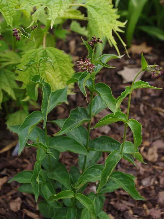 Vincetoxicum fuscatum