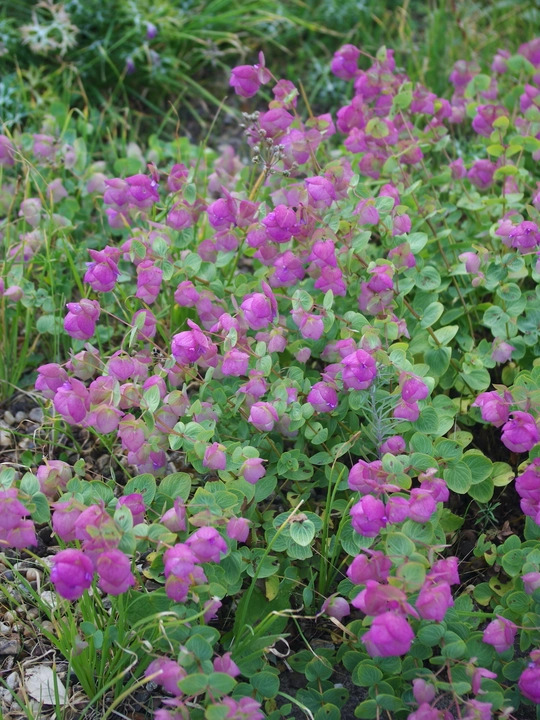 Origanum 'Kent Beauty'