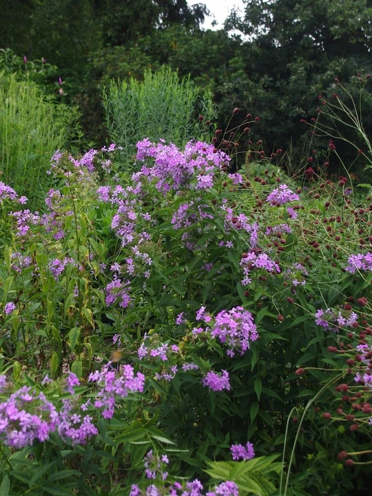 Phlox paniculata wild form Margery Fish