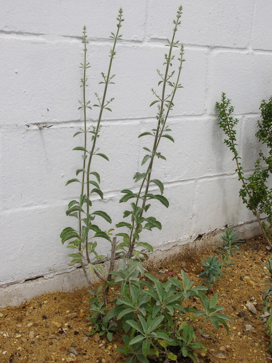 Salvia apiana