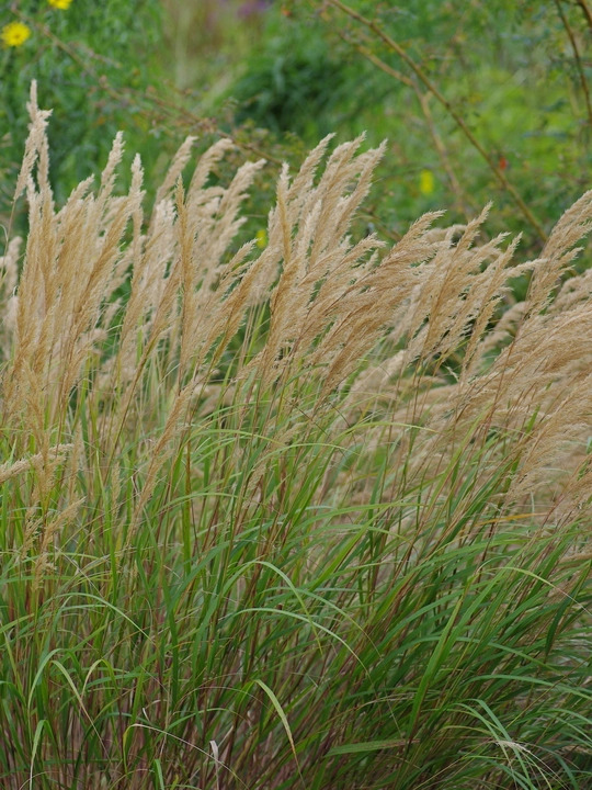 Stipa calamagrostis