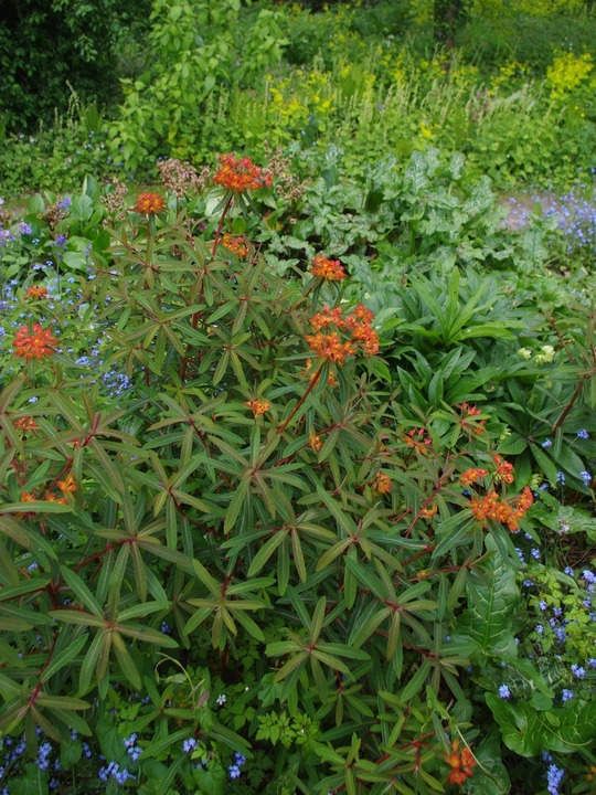 Euphorbia griffithii 'Dixter'
