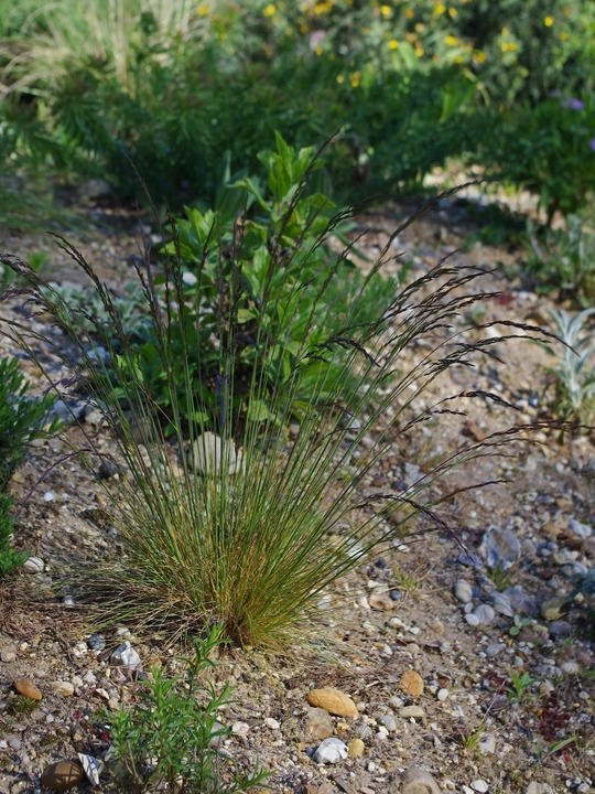 Festuca amethystina