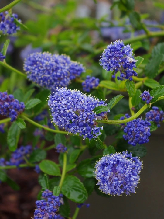 Ceanothus thyrsiflorus var. repens