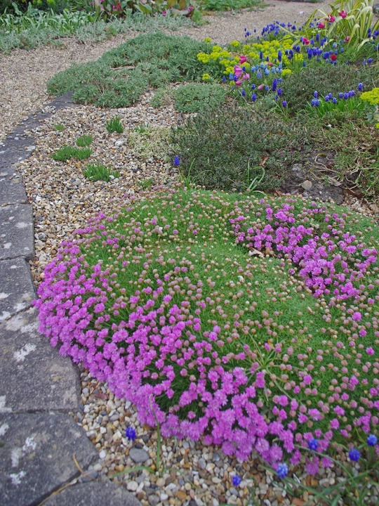 Armeria caespitosa 'Bevan's Variety'