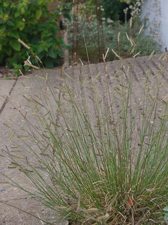 Bouteloua gracilis