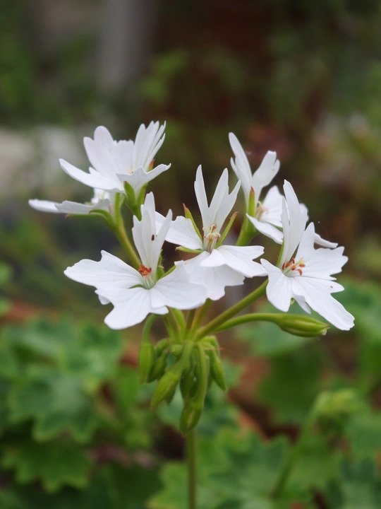Pelargonium 'Arctic Star'