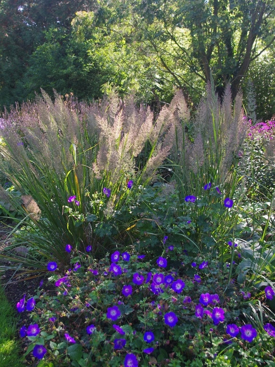 Calamagrostis brachytricha