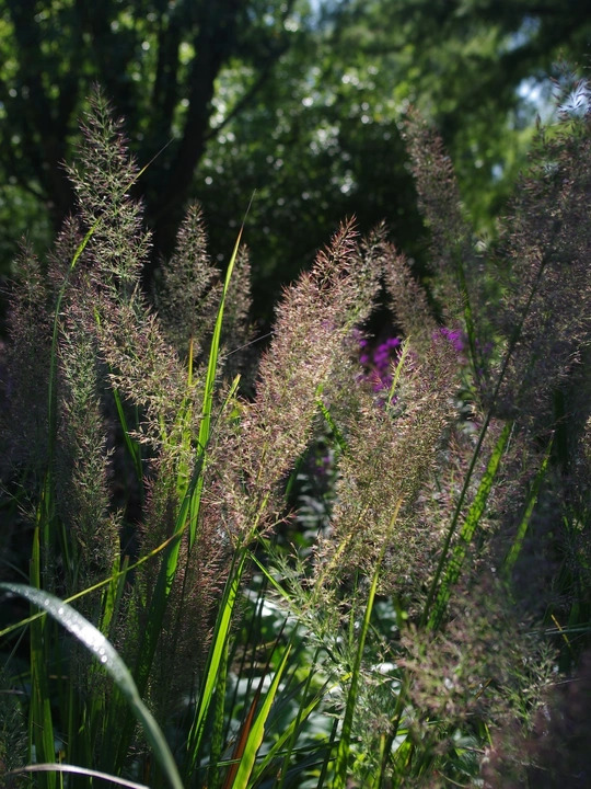 Calamagrostis brachytricha